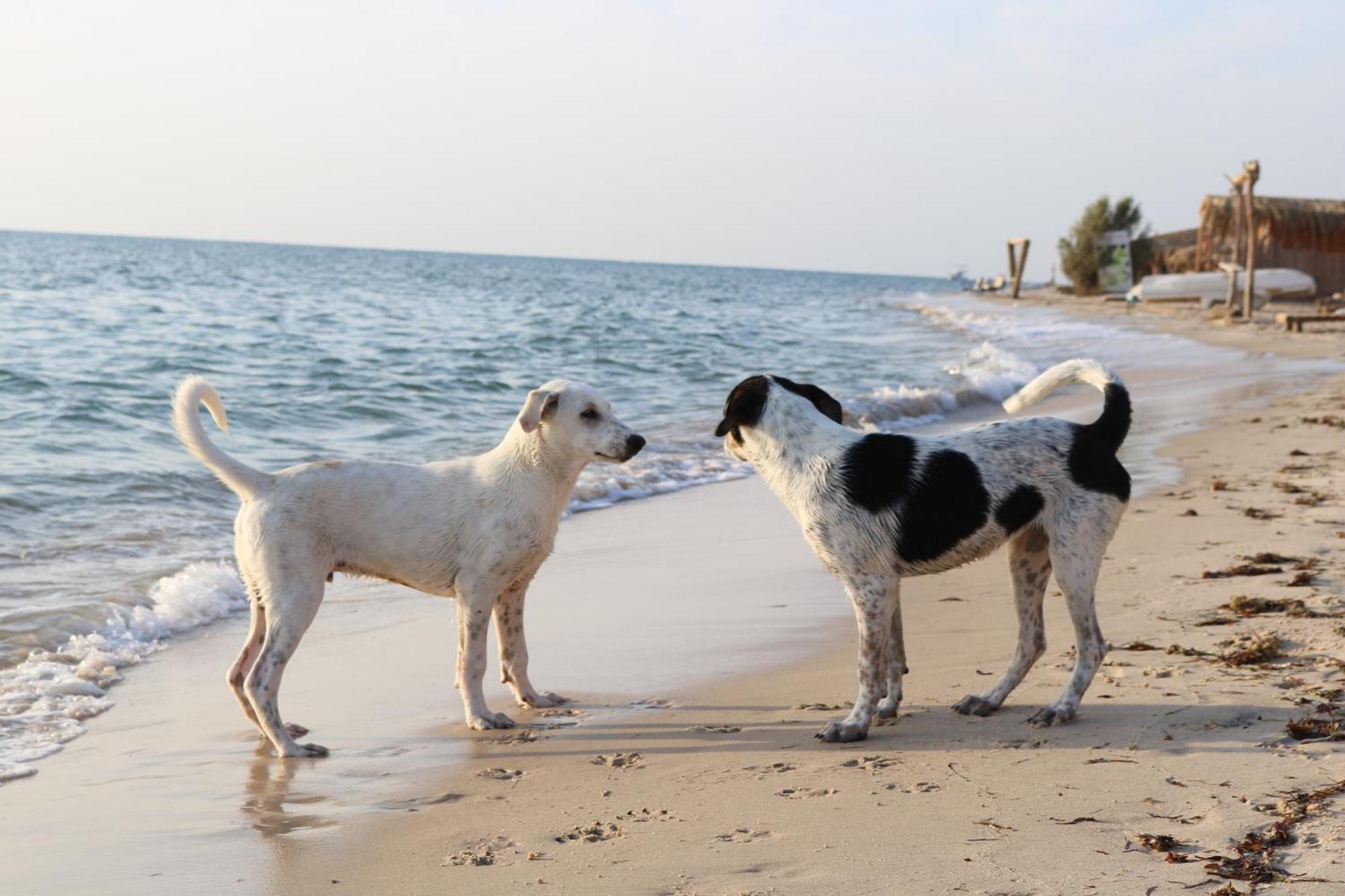 טאבה Yasmina Beach מראה חיצוני תמונה